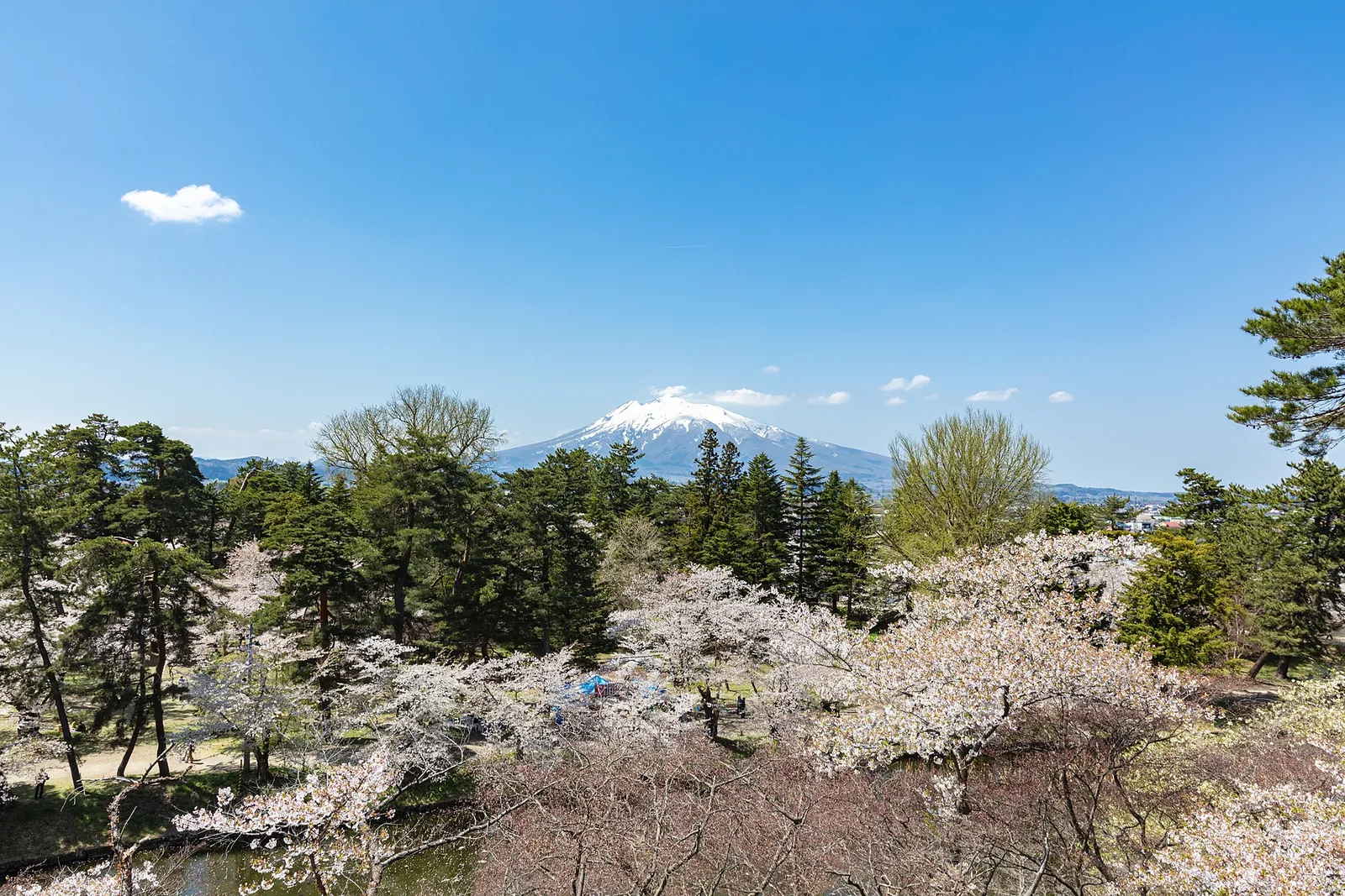 満開の桜越しに見える残雪の岩木山